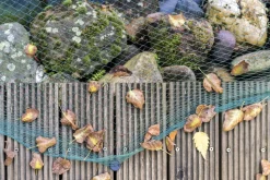 AQUAGART - Filet de bassin 28 m x 12 m filet à feuilles, filet, filet de protection contre les feuilles, robuste