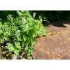 CLASSGARDEN - Pas japonais corten irrégulier - pack de 10 pièces