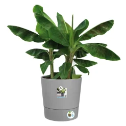 ELHO - Pot Greensense Aqua Care ciment Rond, avec Réservoir d'eau - D.43cm