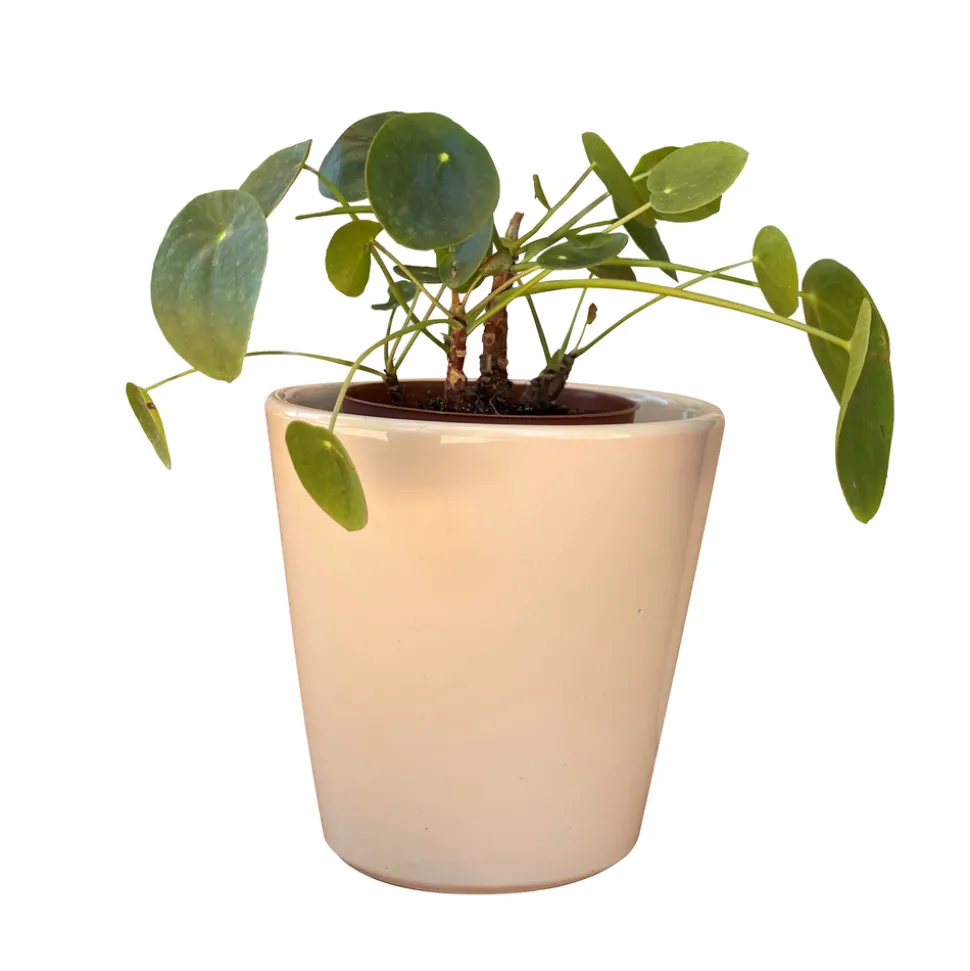 POTERIE D'ALBI - Pot Odyssée crème D18 x H18 cm