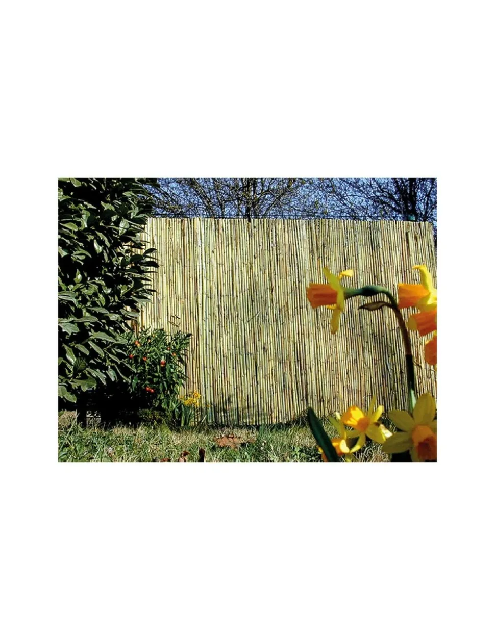 SICATEC - Canisse bambous fendus ' meditrrranee'1 m x 5 m
