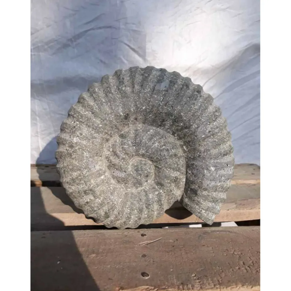 WANDA COLLECTION - Sculpture coquille de nautilus en pierre volcanique 20 cm